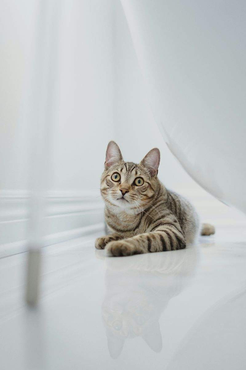 初めての方へ:ねこみらいケア株式会社のサポート紹介