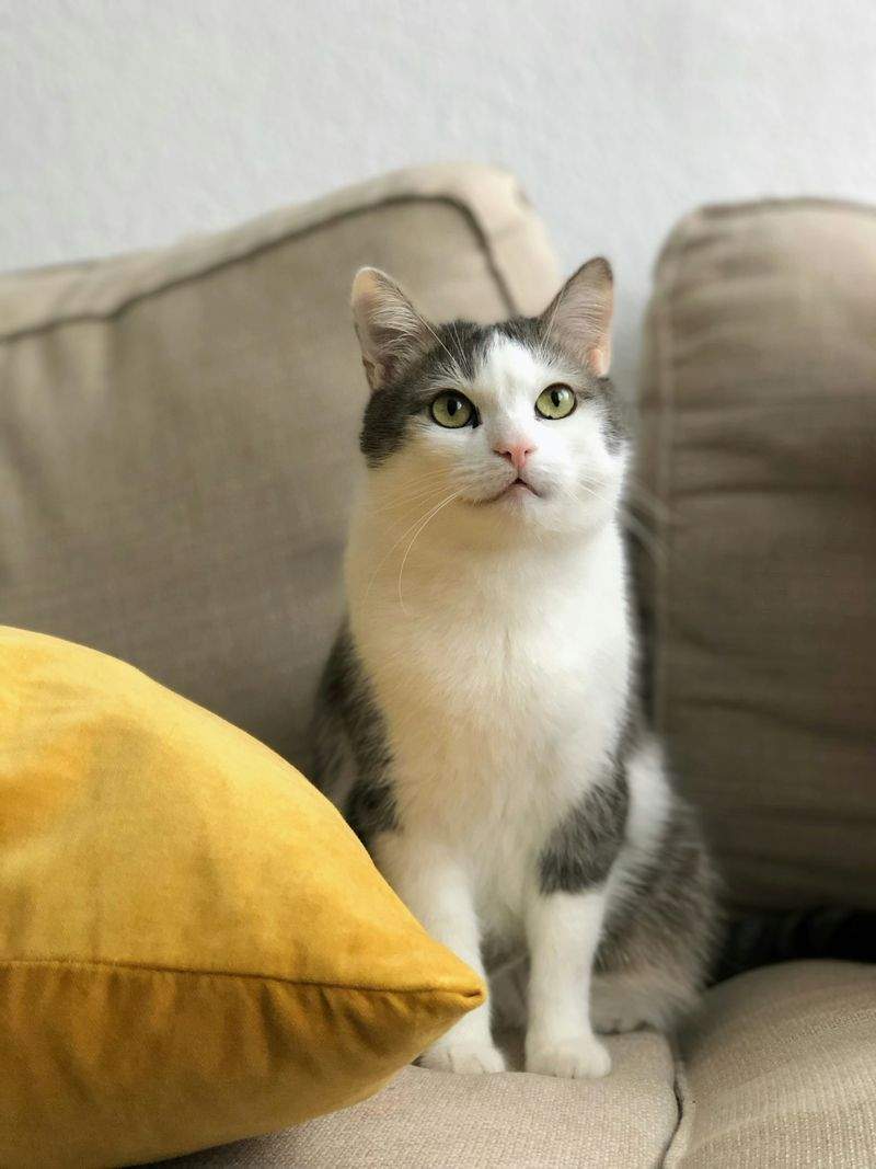 多頭飼育向け生活改善アドバイス